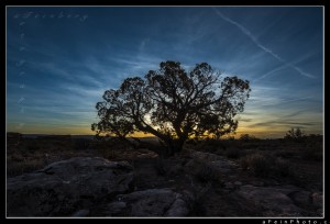 Tree silhouetted at Arches National Park