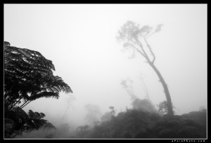 Foggy trees in the Kohala Mountains