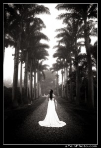 Bride with palm trees
