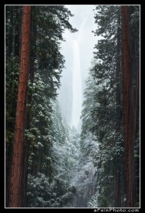 Lower Yosemite Falls as seen through a hallway of redwoods in heavy snow