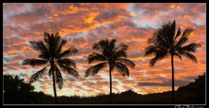 Blazing sunset behind silhoetted palms
