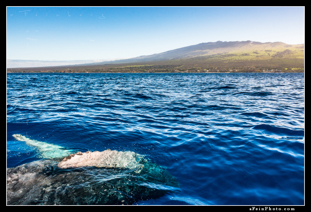 A humpback whale shows its belly off the Kihei coast of Maui. Haleakala can be seen in the background