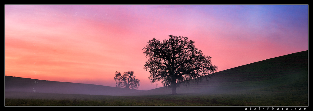 Incredible vibrant sunrise over 2 lone oak trees in fog.