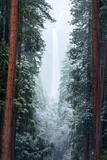 Whispers Of Yosemite
