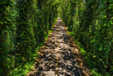 Tree Tunnel V