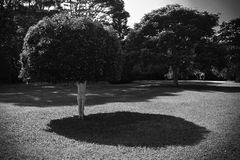 black and white fine art landscape nude in fruit trees Kilauea, Kauai. Hawaii 