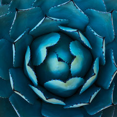 Symmetrical plant photography of blue agave found in Berkeley Botanical Garden 