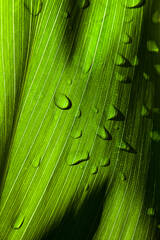 Hawaiian plant photography showing close up of ti leaf 