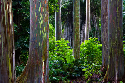 Rainbow Eucalyptus tree grove Maui, Hawai'i
