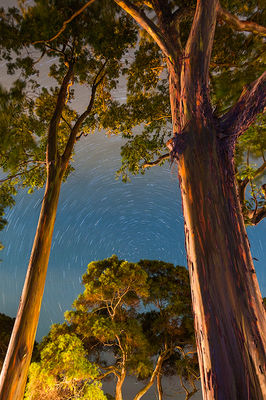 Seeing stars through Rainbow Eucalyptus trees in Princeville, Kaua'i, Hawai'i