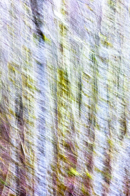 Natural abstract colors of trees in Oregon and Washington 