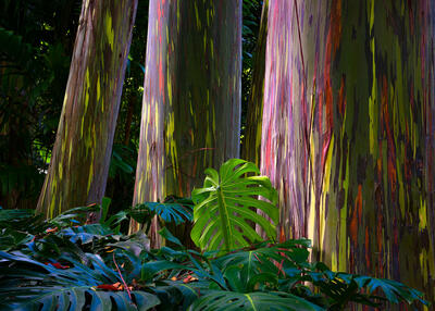 colorful Hawaiian eucalyptus trees found in Maui, Hawaii