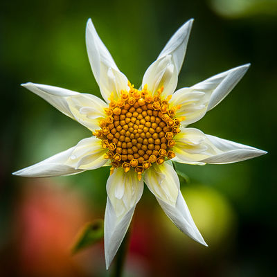 Up close plant photography of colorful dahlia flower found in the Golden Gate State Park in San Francisco, California