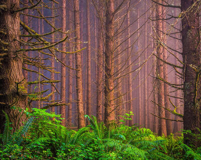 Echos Of Solitude