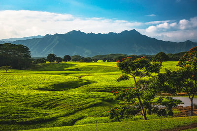 Kaua'i Landscapes