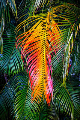 changes colors of leaves in Hawaiian plant photography found in Princeville, Kauai, Hawaii