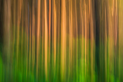 Forests XII