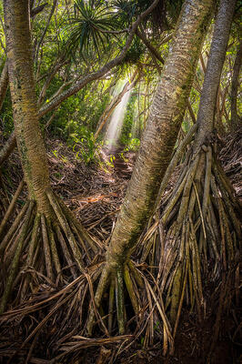 While I lived in Princeville for many years there are still nooks and crannies that get overlooked.  This particular day I ﻿was spending time at a beach that I 