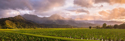 Hanalei Taro Sunset