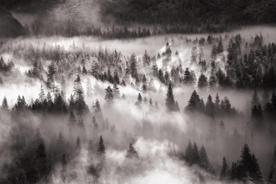 Morning MIsts