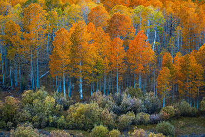 Nature's Palette