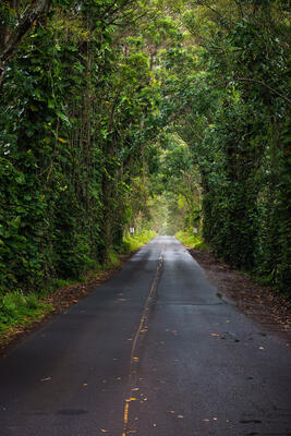 Maluhia Tree Tunnel in Poipu, Kauai 