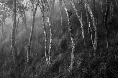 Echos Of The Forest