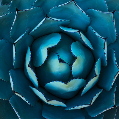 Tropical Botanicals & Flowers