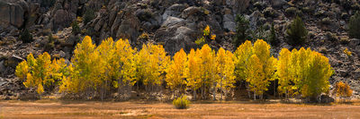 Panoramic fall scene of golden aspens against imposing rocky backdrop, along CA 395 Eastern Sierra, California