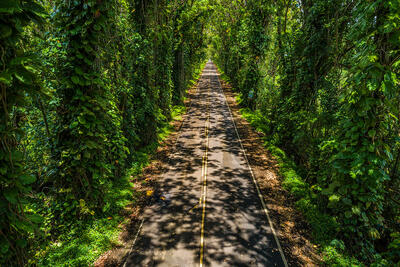 Maluhia Tree Tunnel as seen from a drone with midday dappled light in Poipu, Kauai