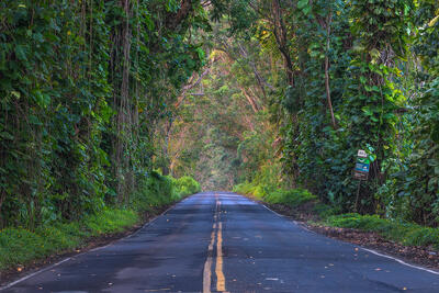 Maluhia Tree Tunnel at sunrise in Poipu, Kauai, Hawaii.