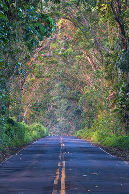 Maluhia Tree Tunnel at sunrise in Poipu, Kauai.