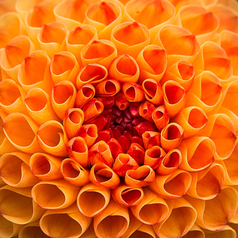 Dahlia III print