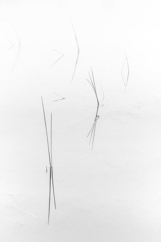 Reeds print