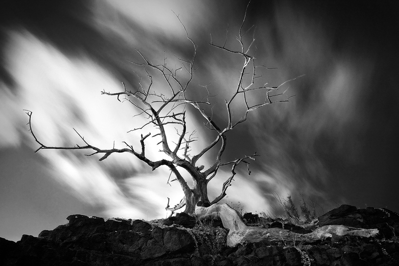 As I stood below this tree and wondered in it's greatness I needed a way to convey this to the viewer. Using a 2 minute exposure...