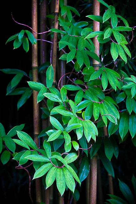 tropical plant photography including young bamboo growing in Hanalei, Kauai, Hawaii