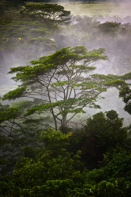 Lush tropical jungle picture of albizia tree in Wailua, Kauai, Hawaii
