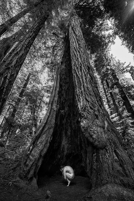 black and white fine art landscape nude masculine in redwood tree, Northern California Redwoods 
