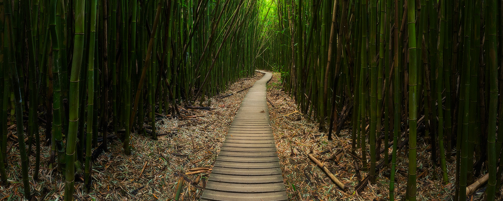 Boardwalk trail through vibrant bamboo forest, Pipiwai Trail in Kipahulu, Maui, Hawaii