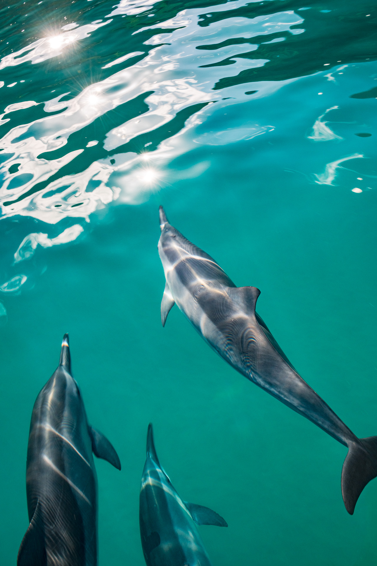 3 dolphins play in front of a boat under crystal clear water as the sunlight sparkles on the surface along the Na Pali Coast on Kauai, Hawaii.
