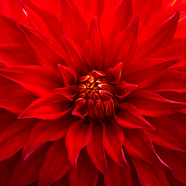 Up close plant photography of colorful dahlia flower found in the Golden Gate State Park in San Francisco, California