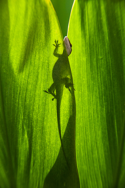 While looking out of my sliding door one day I noticed an anole climbing up the backside of a leaf as the sun was illuminating...