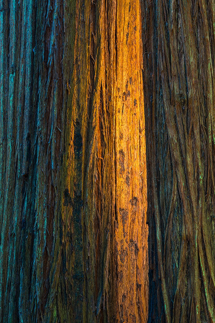 Chamber Of Secrets While slowly exploring the Avenue Of The Giants I found myself pulling over often as whatever it was at the time got to catch...