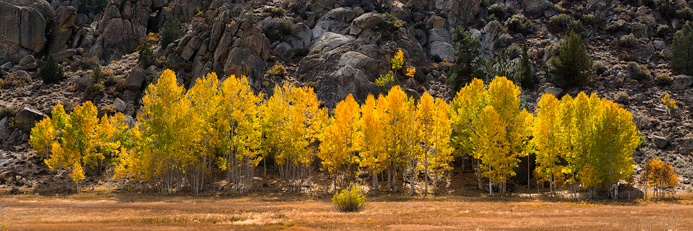 Passing You By Panoramic fall scene of golden aspens against imposing rocky backdrop, along CA 395 Eastern Sierra, California
