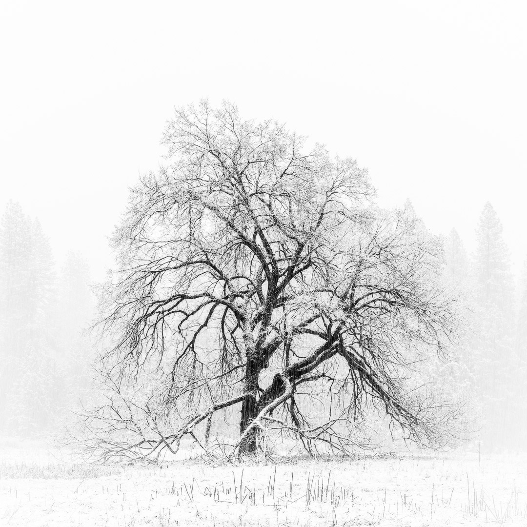 Pencil To Paper Early March 2013 I was in California to sign artwork and one of my stops brought me to the foothills of the Sierra. ...